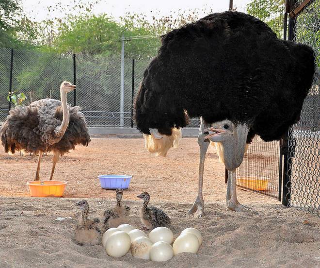 Como montar uma criação de avestruz