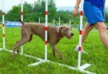 Adestramento de Cães – Ideia de Negócio Criativo