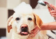 Clínica de Estética Para Animais – Ideia Criativa Para Ganhar Dinheiro