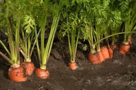 Produtos orgânicos: O que são, como é o plantio e por que revender