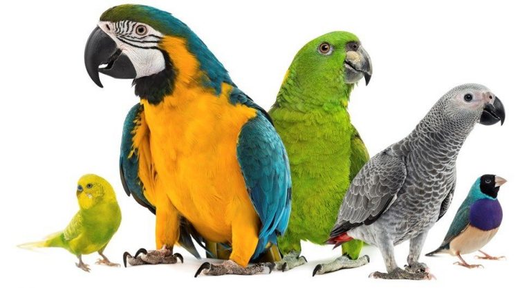 Criação de aves ornamentais – Como Montar um Negócio de Aves