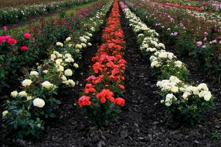 Como Plantar Rosas – 7 Passos para o Cultivo com Sucesso
