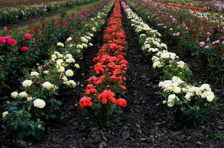 Incontable Duplicar Escuchando Como Plantar Rosas - 7 Passos para o Cultivo com Sucesso