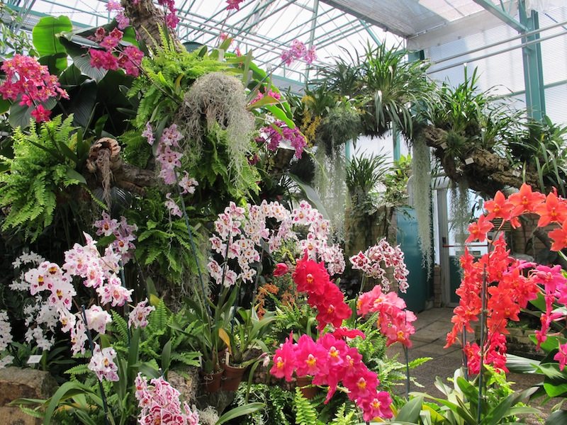 7 Dicas de Sucesso de Como Plantar Orquídeas