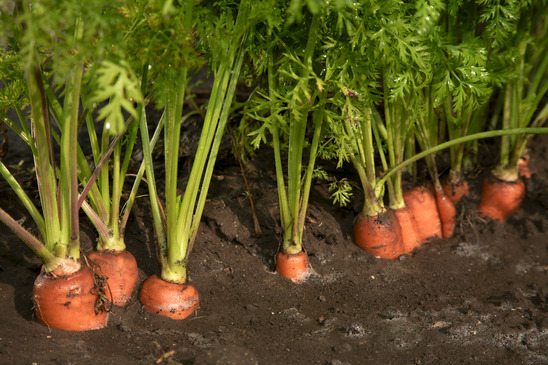 Plantação de Cenoura: 7 Passos Práticos para o Plantio