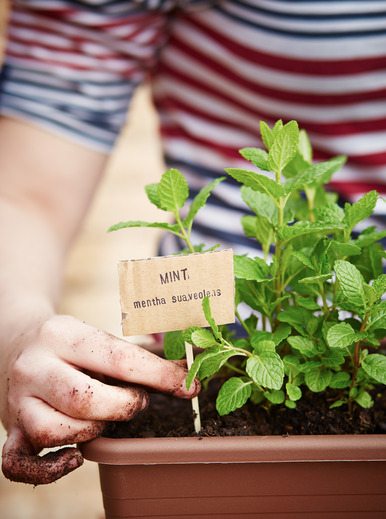 Como Plantar Hortelã – Passo a Passo para o Cultivo