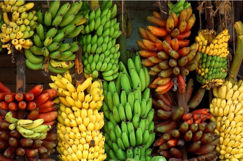 7 Dicas de Sucesso Sobre Como Plantar Banana