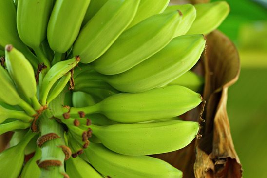 Plantio de Banana: Passo a Passo Para Começar uma boa colheita